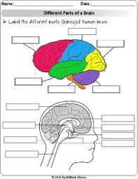 human brain worksheet teachers pay teachers