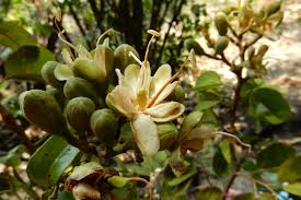 Image result for Hymenaea courbaril