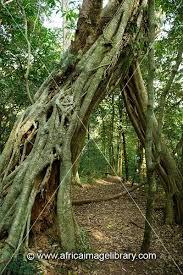 Image result for Rhoicissus tomentosa