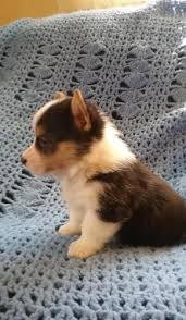 It is the cross of the pembroke welsh corgi and poodle. Pembroke Welsh Corgi Puppy For Sale Adoption Rescue For Sale In Ottumwa Iowa Classified Americanlisted Com