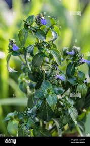 Image result for Rungia