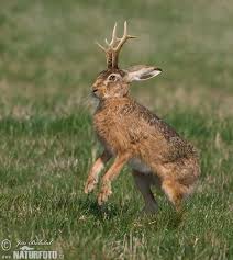 Maybe you would like to learn more about one of these? Meet Jack Douglas Wy Official Website