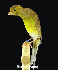 Maybe you would like to learn more about one of these? 21 Jenis Kenari Ciri Fisik Warna Habitat Dan Gambarnya Hewan Id