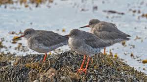 Bird Of Prey That Feeds On Fish Crossword Clue 30 Birds To See In Orkney Bird Watching Orkney Northlink Ferries