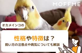 オカメインコの性格や特徴は？飼い方や病気についても解説【獣医師監修】｜MOFFME