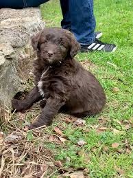 However, since the genetics can vary so significantly, this is what makes each aussiedoodle unique and special. What Kind Of Food Do You Feed Your Aussiedoodle Aussiedoodle