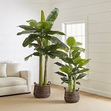 Check spelling or type a new query. Faux Banana Plants Crate And Barrel Floor Plants Banana Plants Indoor Plants