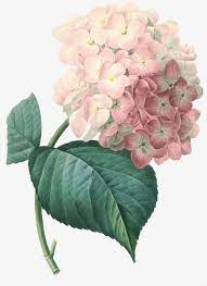 A Hydrangea Flower Flower Clipart Flower Png Transparent Clipart Image And Psd File For Free Download Hydrangeas Art Botanical Painting Vintage Botanical Prints