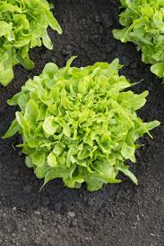 Image result for Lactuca paradoxa