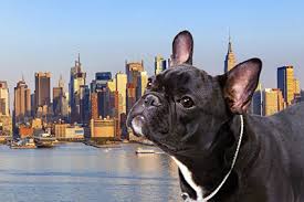 Hours may change under current circumstances Why New York City Is Better Than 97 When It Comes To Pets The Animal Medical Center