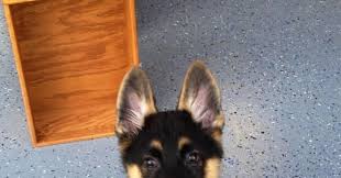 These puppies are sired by a working, fully certified police dog. German Shepherd Puppies For Sale In Michigan Under 400 Dogs Breeds And Everything About Our Best Friends