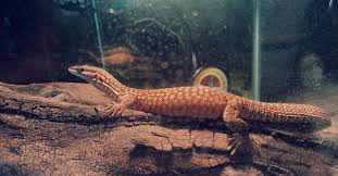 The pilbara rock monitor (varanus pilbarensis) is a small member of the family varanidae endemic to the chichester range in north west australia. Pilbara Rock Monitor Anyone With Any Experience With Them As Pets Monitorlizards
