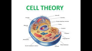 Check spelling or type a new query. Plant Cell Vs Animal Cell In Malayalam Youtube