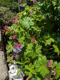 Image result for Chlorophytum macrorrhizum