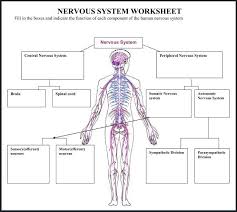 Human Nervous System Worksheets Human Nervous System Nervous System Nervous System Projects