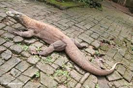 Monitor Lizards Vanishing To International Trade In Pets And Skins Focusing On Wildlife Monitor Lizard Komodo Dragon Lizard