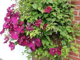 We did not find results for: Clematis Rouge Cardinal Clematis Rouge Cardinal Baumschule Horstmann