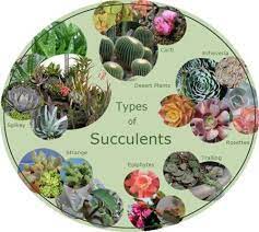 We did not find results for: Types Of Succulents Chubby Spikey Textured Smooth