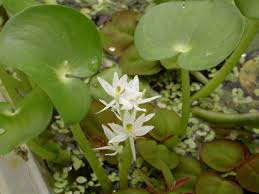 Image result for Heteranthoecia