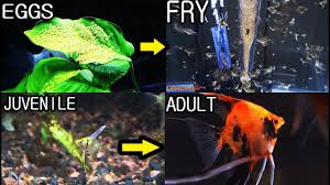 Other studies show that just. How To Tell If Angelfish Eggs Are Fertilized Complete Breeding Guide