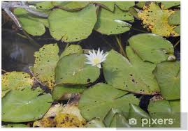 Vitoria regia flor do dia ( i honestly don't know how to read it) is so green and aquatic in its floral tendency. Vitoria Regia Poster Pixers We Live To Change