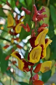 Image result for Thunbergia mysorensis