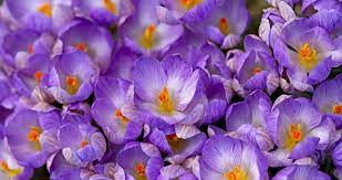 Saffron Spring Wallpaper Crocus Flower Spring Desktop Wallpaper