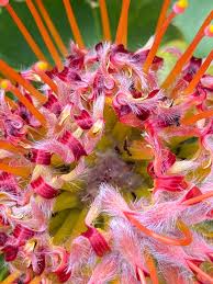 Image result for Anthospermum herbaceum