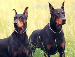 Doberman Kopek Egitimi Kopek Araba