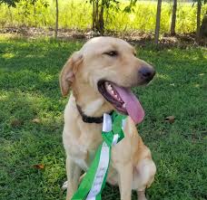 Browse thru our id verified puppy for sale listings to find your perfect puppy in your area. Lab Puppies Bar A Kennels Llc