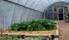 If you grow plants in containers, set each container far enough apart that air can pass freely between the plants. 7 Market Crops You Can Grow In A Greenhouse Plants Hobby Farms
