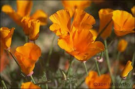 Orange and florals stock images from offset. 10 Favorite Desert Wildflowers Desertusa