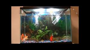 Use a large bowl for this holding tank so that your fish have plenty of room to swim. 37 Gallon Goldfish Tank Water Change Youtube