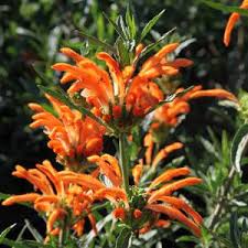 Image result for Leonotis decadonta