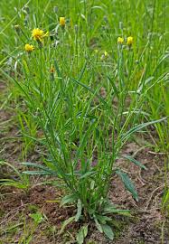 Image result for Crepis urundica