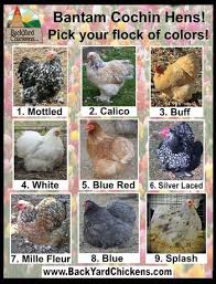 Maybe you would like to learn more about one of these? 14 Cochin Ideas Cochin Chickens Chicken Breeds Chickens Backyard