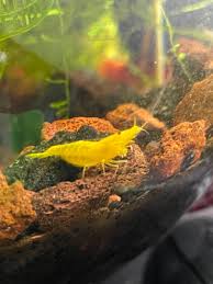 Chili Rasboras... To add, or not to add... to the shrimp sanctuary? -  General Chat - C.A.R.E.