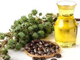List of 10 Best Castor Oil Available in Indian Market
