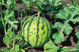 But scientists now claim they've identified the perfect amount of time people should the results show that the average person (skin type iii) should not spend more than 29 daily minutes in the city's direct sun during july. How To Plant And Grow Watermelons Gardener S Path