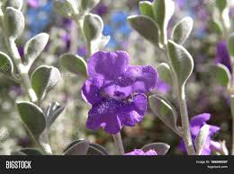 Find this and more at flowerglossary.com. Salvia Lamiaceae Image Photo Free Trial Bigstock