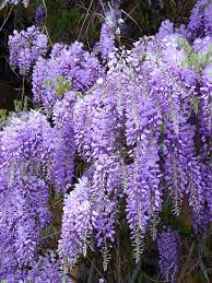 Wisteria In Full Bloom Wisteria Plant Purple Wisteria Fragrant Plant