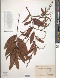 Image result for Lasiodiscus mannii