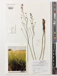 Image result for Eriospermum seineri