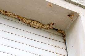 Was sie tun können um die insekten zu entfernen ohne den naturschutz zu missachten. Hornissen Im Rolladenkasten Was Tun Bei Einem Hornissennest Im Haus