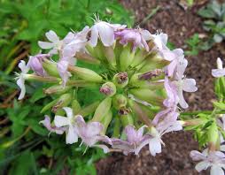 Advice on growing saponaria plants in your garden. Bouncing Bet Awkward Botany