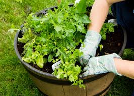 Seedlings should never go through the night with wet leaves. An In Depth Companion Planting Guide Mother Earth News
