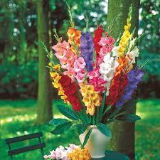 Buy Showy Mixed Gladiolus From K Van Bourgondien Gladiolus Showy Flowers Gladiolus Flower