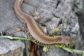 Black And White Lizard In Georgia Pohozhee Izobrazhenie Reptiles And Amphibians Wildlife Animals Lizard