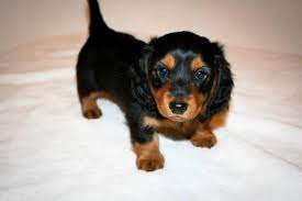 We've got puppies for sale in michigan! 3 Purebred Mini Dachshund Puppies For Sale In Kalamazoo Michigan Classified Americanlisted Com