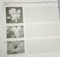 Filipina memilih bunga melati sebagai bunga nasionalnya. Apa Nama Dari Bunga Nasional Yang Ada Di Indonesia Pda Gambar Diatas Brainly Co Id
